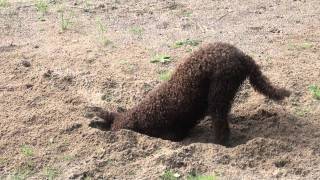 Lagotto Romagnolo Fungo kaivaa kuopan [upl. by Lovel]