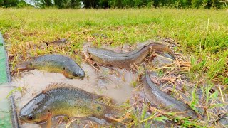 amazing fishing catch a lot of fishes in the grass at field near the road by hand a fisherman skill [upl. by Danila]