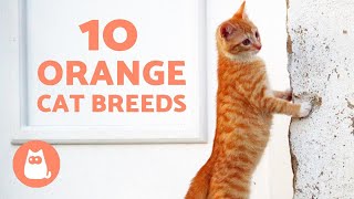 ORANGE CAT BREEDS 🐱🧡 TOP 10 [upl. by Ennire152]