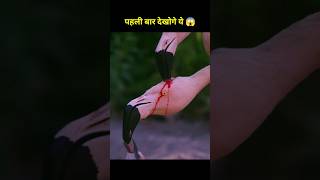 Flamingo feed blood to his baby 🦩😱 shorts ytshorts shortvideo [upl. by Ketty]