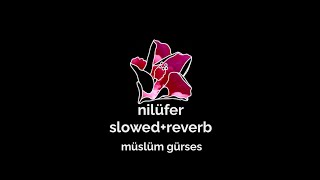 müslüm gürses  nilüfer  slowedreverb [upl. by Aubreir]