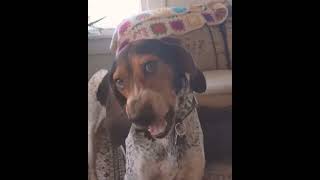 Bluetick  Treeing Walker Coonhound cheerfully baying [upl. by Belding]