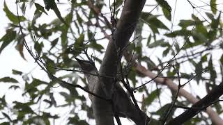 Cicadabird F Hervey Bay Qld [upl. by Aicram269]