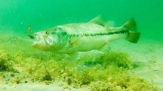 How To Catch Bass With Plastic Worms INSANE UNDERWATER FOOTAGE [upl. by Diaz510]