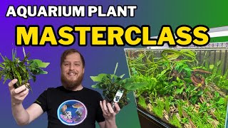 Be successful start your aquarium plants right All the things you should do to prep your plants [upl. by Eimile]