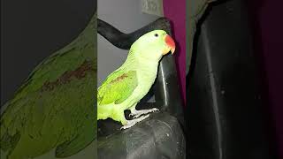 parrot youtubevideo birds beautifulparrot parrotlover cutebirds youtubeshorts parrottalking [upl. by Tala689]