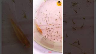 First Time In தமிழ்  Molly Fish Laying 85 Frys is 1Sce 💥🤩 [upl. by Ameen]