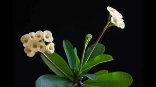 Flowering Crown of Thorns Bonsai Tree [upl. by Lleksah]