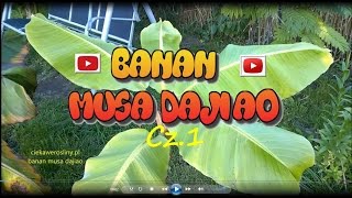 106 Banan musa dajiao uprawa pielęgnacja zimowanie Cz1 [upl. by Gaidano]