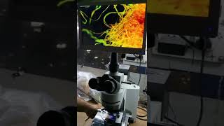 QUASMOUpright Fluorescence Microscope PZQ106D with 11quot LCD Retina Display  NonCoaxial  shorts [upl. by Tenej]