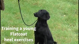 Training a Young FlatCoated Retriever heel exercises 🐾🎉 [upl. by Bordiuk]