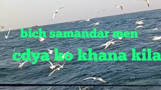 bich samandar me cdya ko khana kilaya bich samana me [upl. by Chrotoem46]