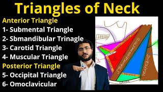 Triangles of Neck  Head and Neck trianglesofneck [upl. by Acinomaj]