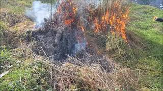 Torching two tussocks with a DIY fire torch [upl. by Celestyn438]