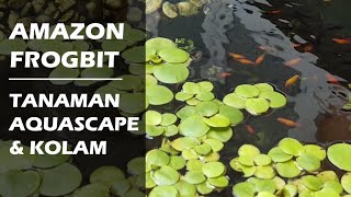 Review Amazon Frogbit Tanaman Aquascape amp Kolam Tanpa Perawatan [upl. by Ahsitil]