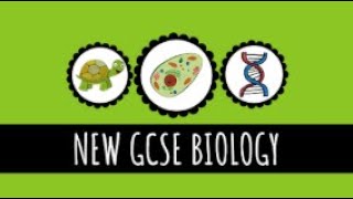 Photosynthesis  The Process of Photosynthesis and Limiting Factors  91 GCSE Biology [upl. by Alrac13]