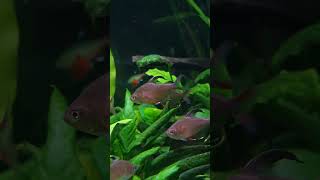 The Rosy tetra Hyphessobrycon rosaceus shorts fish aquarium plantedtank [upl. by Oirromed]