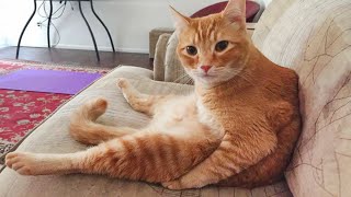 I dare you not to laugh at these FUNNY CATS 😂Funny Cat Videos of 2024 [upl. by Atinit]