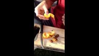 How to cut and eat Loquats [upl. by Sivolc184]