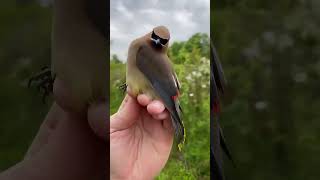 BirdsCedar Waxwing One of the most stylish and elegant birds [upl. by Subak]