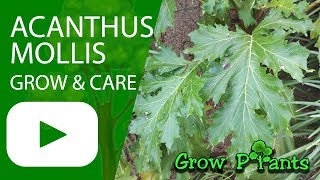 Acanthus mollis  How to grow [upl. by Nevil]