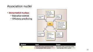 Thalamus Association Nuclei [upl. by Deroo]