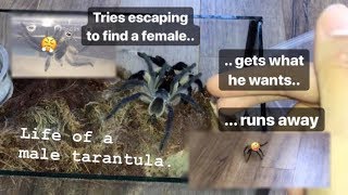 DESPERATE male TARANTULA gets what he wants then RUNS AWAY [upl. by Bergstein]