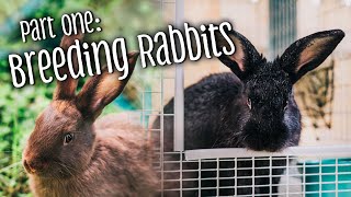 Part 1 How to breed rabbits  telling the difference between bucks amp does [upl. by Aleunam]