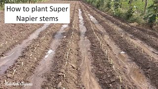 How to plant Super Napier grass stems  Super Napier farm  High yielding green fodder supernapier [upl. by Lemak652]