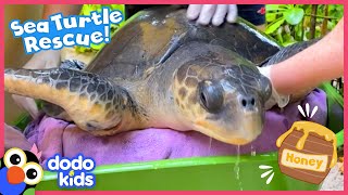 How Will Rescuers Use HONEY To Save This Sea Turtle  Rescued  Dodo Kids [upl. by Gereron]