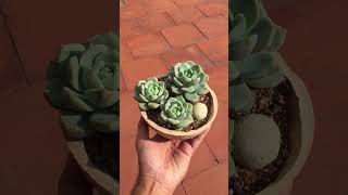 PAPERCRETE POT WITH XGRAPTOVERIA TITUBANS shorts [upl. by Oremor]