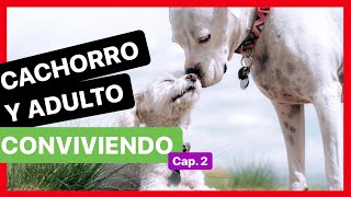 Cómo INTRODUCIR un CACHORRO en CASA con OTRO PERRO ✅  CONVIVENCIA 2ª Parte [upl. by Azilem90]