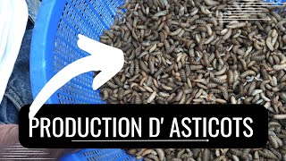 Comment produire des asticots bio de mouche soldat noir [upl. by Diskson985]