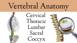 Vertebral Column Anatomy and Bones Cervical Thoracic Lumbar Sacral Spine [upl. by Maximilien]