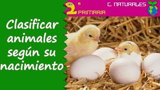 Ciencias de la Naturaleza 2º Primaria Tema 4 Clasificamos los animales según como nacen [upl. by Baras57]