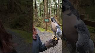 Peregrine Falcon  Worlds Fastest Animal [upl. by Matthias722]