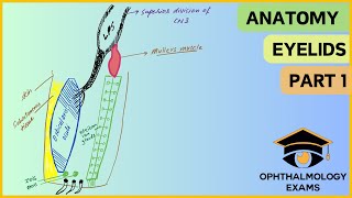 Ocular anatomy part 1  Anatomy of the eyelids [upl. by Godard]