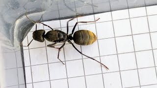 Camponotus pseudolendus China 11112024 [upl. by Maud]