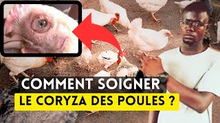 Comment Soigner le Coryza Chez les Poules Facilement [upl. by Diamond]