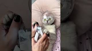 Cat Nails cutting angry 🐈MD [upl. by Ailev748]