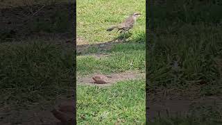 Sinsonte calandria Mimus saturninus  The chalkbrowed mockingbird Mimus saturninus [upl. by Nesahc]