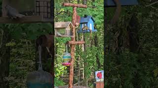 Red Squirrels enjoying squirrel sanctuary squirrel birds wildlife [upl. by Jonie758]