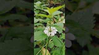 White deadnettle near the River Roding Debden Essex [upl. by Inele727]