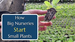 How Big Nurseries Start Small Plants [upl. by Vona]