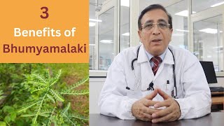 3 Benefits of Bhumyamalaki Phyllanthus niruri [upl. by Royce]