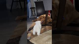 Golden Retriever and Maltipoo puppy playing together [upl. by Eahsal859]