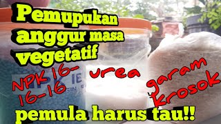 Cara pemupukan anggur masa vegetatif [upl. by Devlen]