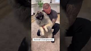 Laugh Out Loud with Hilarious Dog Moments  Dog Chiropractors Secret to Canine Happiness [upl. by Allyn633]