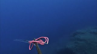 The amberjack that stole the spear  Greece Spearfishing [upl. by Ivets]