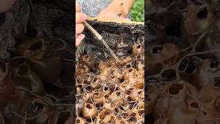 Harvesting Honey from Stingless Bees in Bali [upl. by Ahsia819]